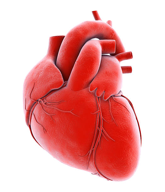 types-of-heart-valve-replacements-idata-research